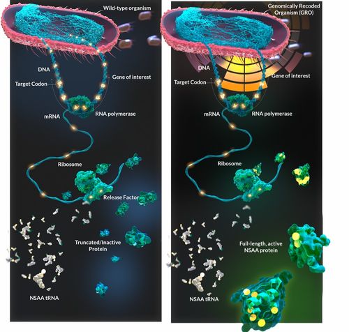喬治·丘奇實驗室再啟新篇章 獲拜耳投資，以非天然氨基酸與工程化大腸桿菌重塑蛋白質藥物研發未來